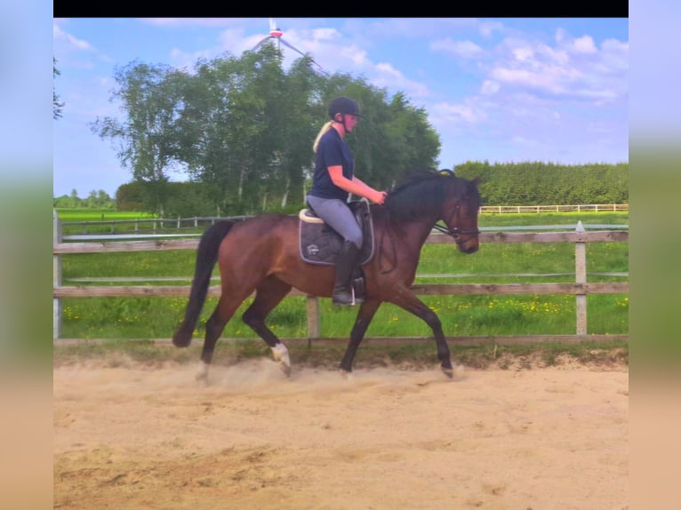 Oldenburger Ruin 5 Jaar 164 cm Bruin in Friesoythe
