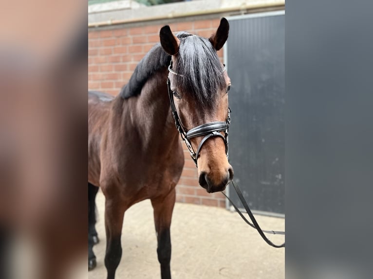 Oldenburger Ruin 5 Jaar 164 cm Bruin in Viersen