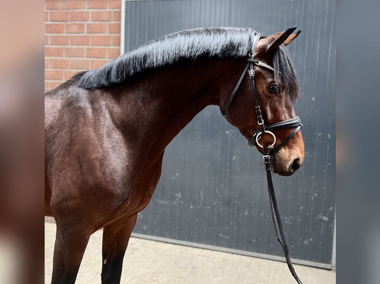 Oldenburger Ruin 5 Jaar 164 cm Bruin in Viersen