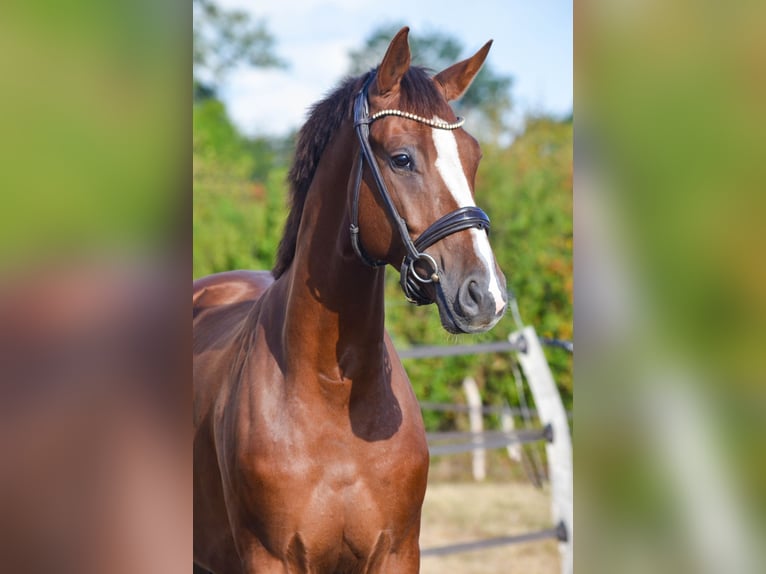 Oldenburger Ruin 5 Jaar 164 cm Donkere-vos in Marigny le Lozon