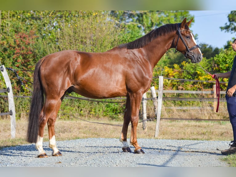 Oldenburger Ruin 5 Jaar 164 cm Donkere-vos in Marigny le Lozon