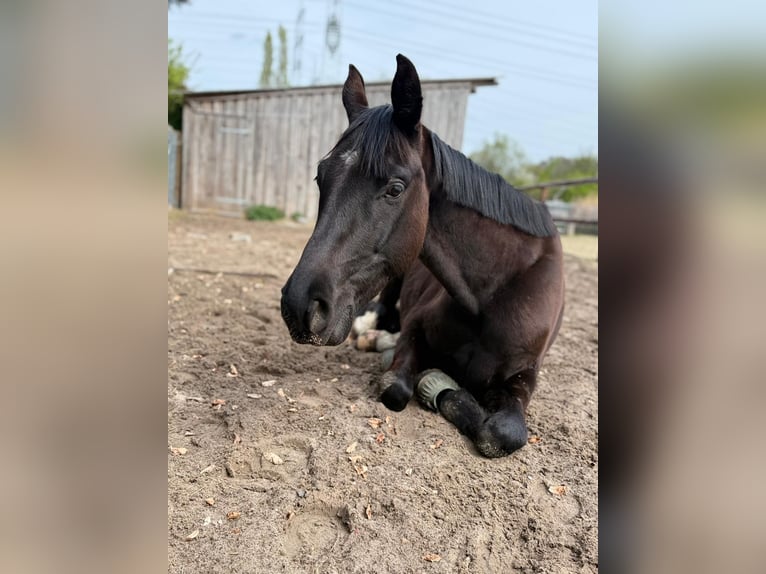 Oldenburger Ruin 5 Jaar 165 cm Zwart in Herten