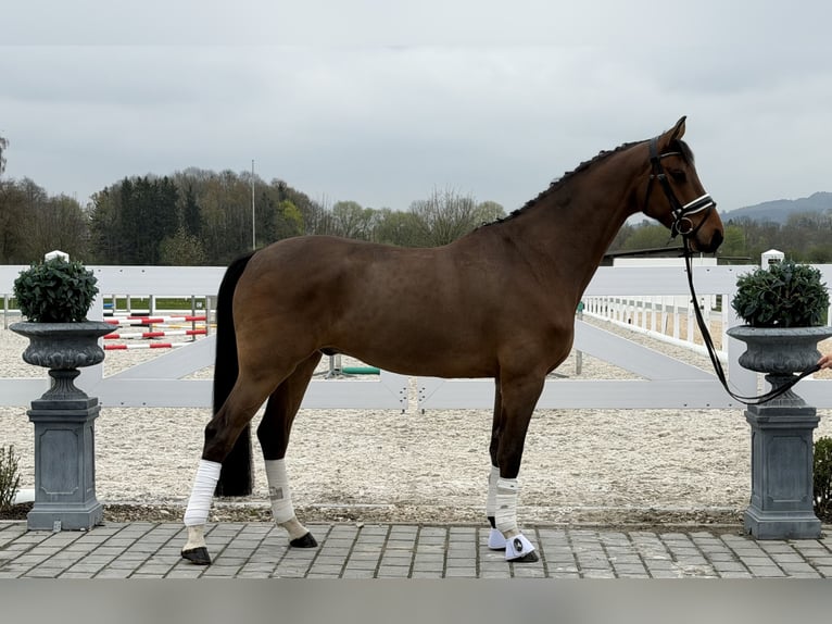 Oldenburger Ruin 5 Jaar 166 cm Bruin in Riedlingen
