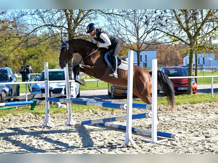 Oldenburger Ruin 5 Jaar 166 cm Bruin in Brno