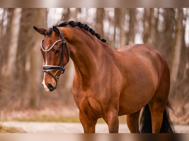 Oldenburger Ruin 5 Jaar 167 cm Bruin in Wehringen