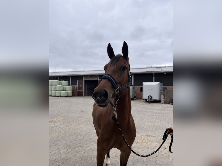 Oldenburger Ruin 5 Jaar 167 cm Bruin in Edewecht
