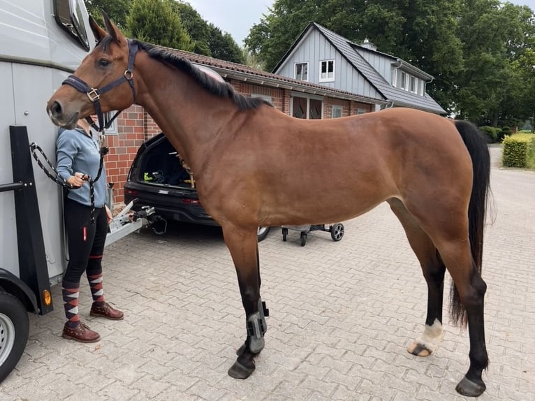 Oldenburger Ruin 5 Jaar 167 cm Bruin in Edewecht