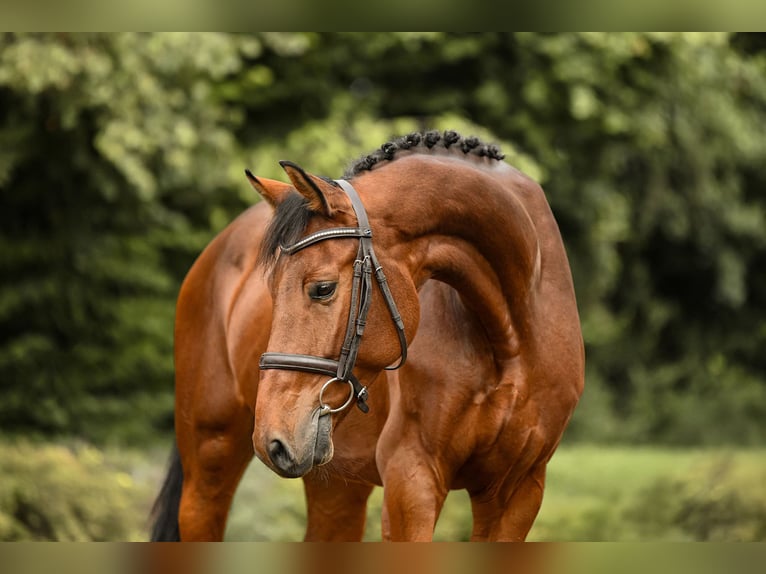 Oldenburger Ruin 5 Jaar 167 cm Bruin in Riedstadt