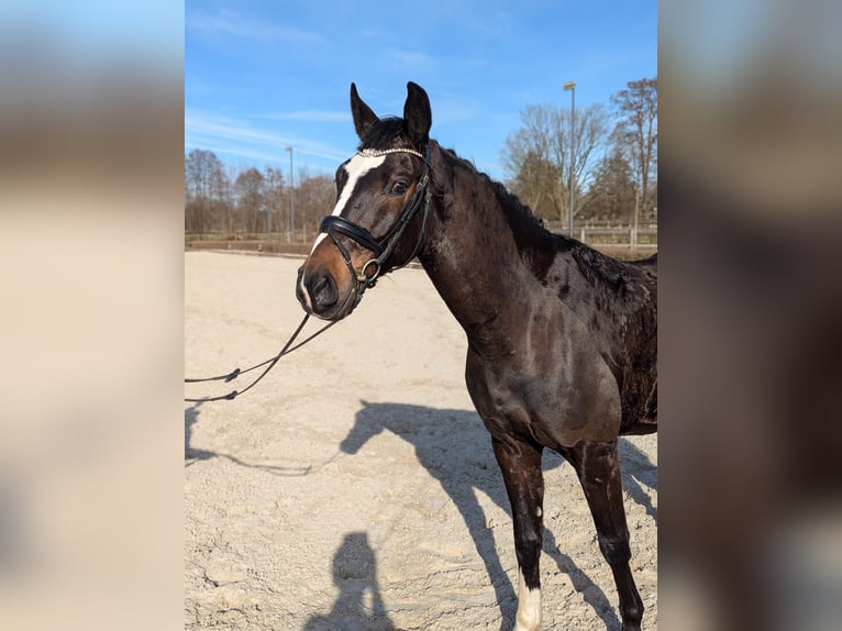 Oldenburger Ruin 5 Jaar 167 cm Donkerbruin in Quickborn