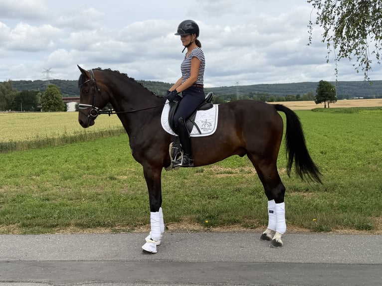 Oldenburger Ruin 5 Jaar 167 cm Donkerbruin in Riedlingen