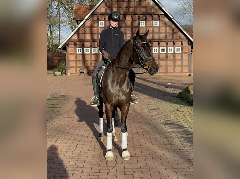 Oldenburger Ruin 5 Jaar 167 cm Donkerbruin in Bakum