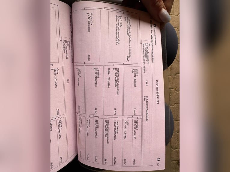 Oldenburger Ruin 5 Jaar 167 cm Donkerbruin in Pelmberg