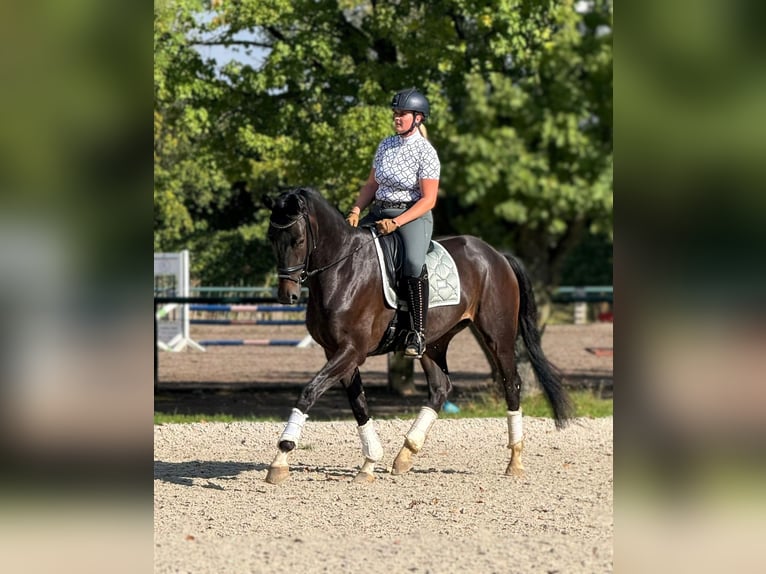 Oldenburger Ruin 5 Jaar 167 cm Zwartbruin in Aachen