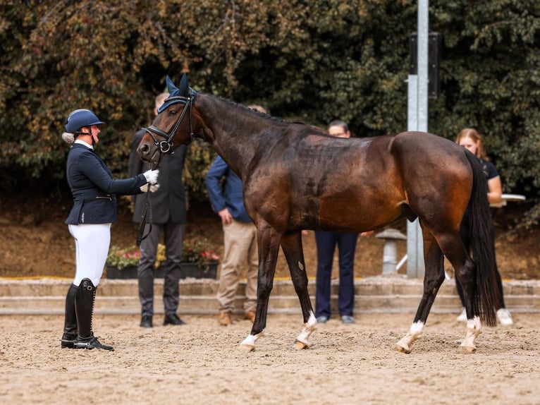 Oldenburger Ruin 5 Jaar 167 cm Zwartbruin in Münster
