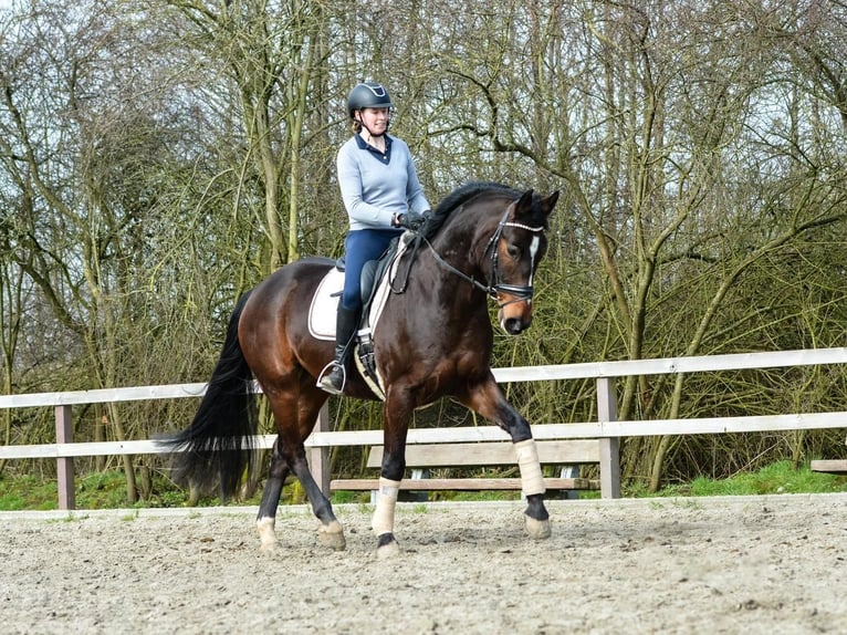 Oldenburger Ruin 5 Jaar 168 cm Bruin in Wees