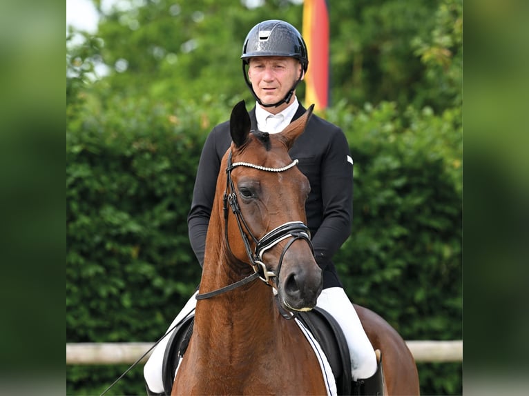 Oldenburger Ruin 5 Jaar 168 cm Bruin in Vechta