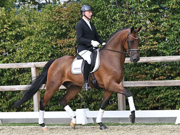 Oldenburger Ruin 5 Jaar 168 cm Bruin in Vechta