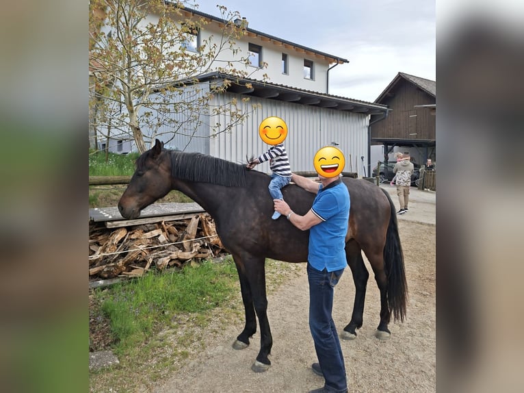 Oldenburger Ruin 5 Jaar 168 cm Donkerbruin in Hitzendorf