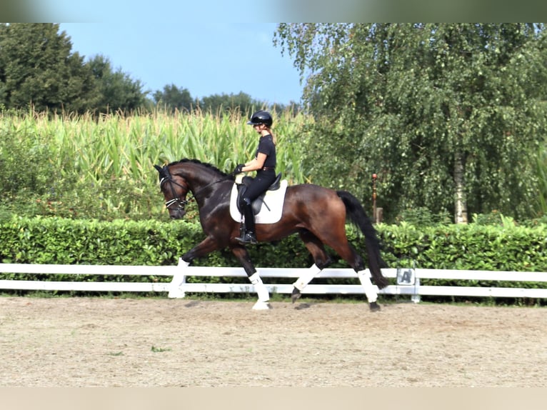 Oldenburger Ruin 5 Jaar 168 cm Donkerbruin in Reeßum