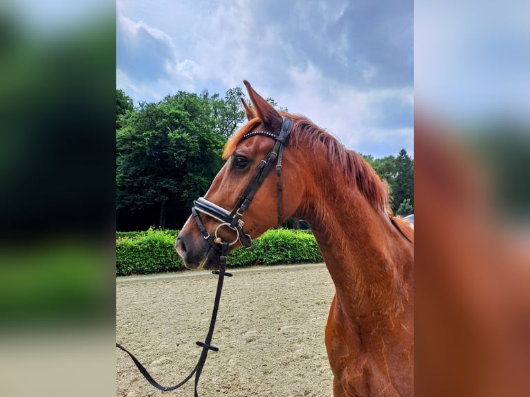 Oldenburger Ruin 5 Jaar 168 cm Donkere-vos in Wildeshausen