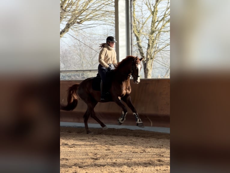 Oldenburger Ruin 5 Jaar 168 cm Donkere-vos in Sant’Angelo Lodigiano