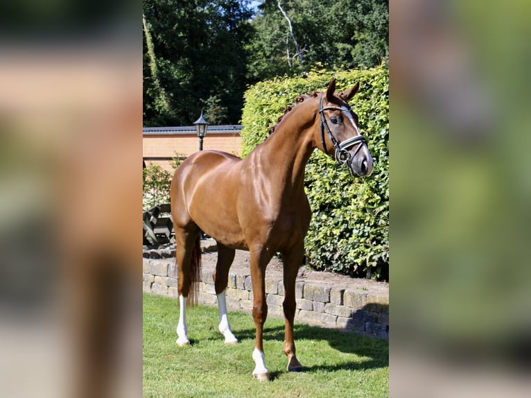 Oldenburger Ruin 5 Jaar 168 cm Donkere-vos in Visbek