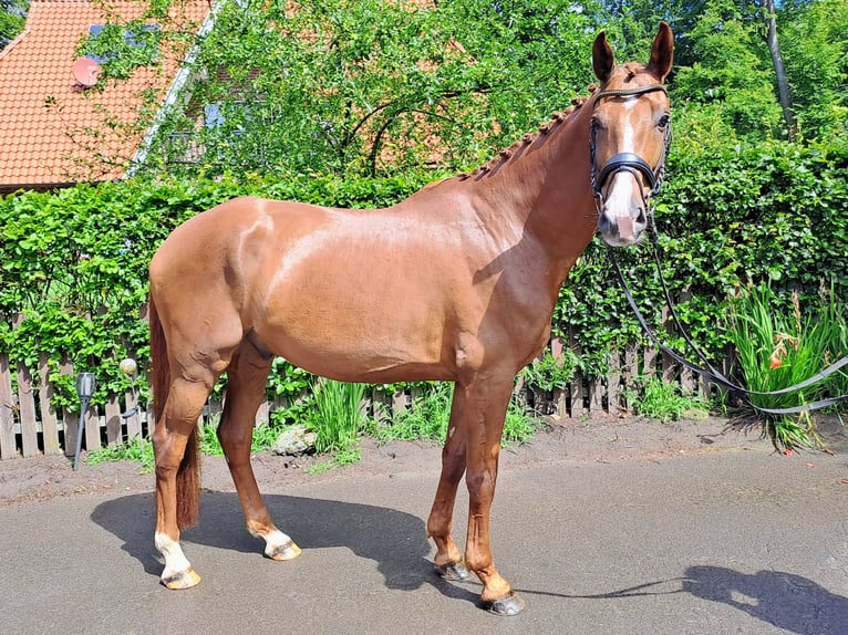 Oldenburger Ruin 5 Jaar 168 cm Donkere-vos in Wildeshausen