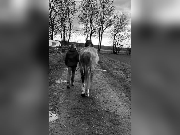 Oldenburger Ruin 5 Jaar 168 cm Schimmel in Söllingen