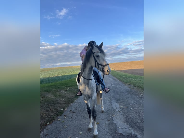 Oldenburger Ruin 5 Jaar 168 cm Schimmel in Söllingen
