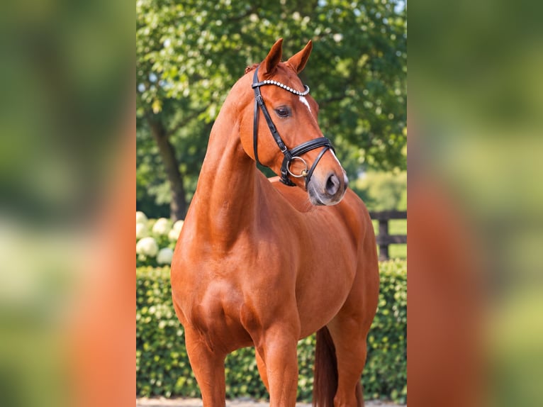 Oldenburger Ruin 5 Jaar 168 cm Vos in Löningen