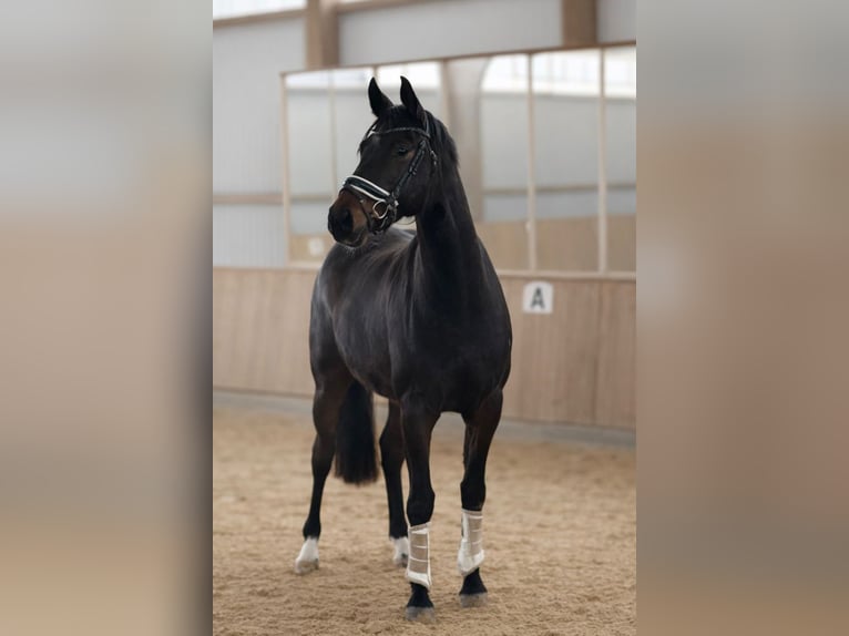 Oldenburger Ruin 5 Jaar 168 cm Zwartbruin in Fuldabrück