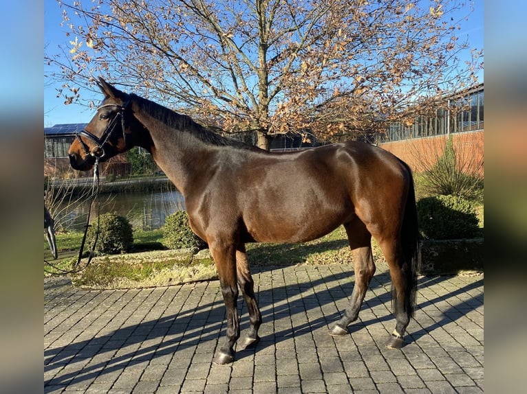 Oldenburger Ruin 5 Jaar 169 cm Bruin in Altenberge