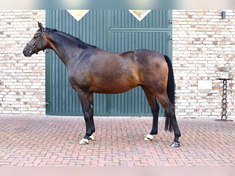 Oldenburger Ruin 5 Jaar 169 cm Bruin in WesterkappelnWesterkappeln