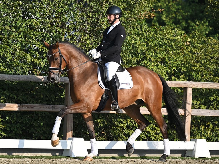 Oldenburger Ruin 5 Jaar 169 cm Bruin in Vechta
