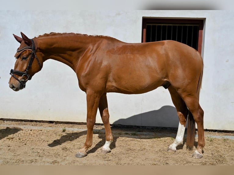 Oldenburger Ruin 5 Jaar 169 cm Donkere-vos in Prague