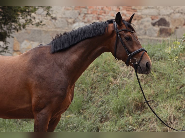 Oldenburger Ruin 5 Jaar 169 cm Roodbruin in Tangern