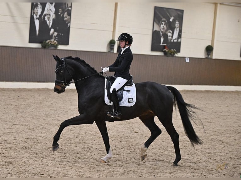 Oldenburger Ruin 5 Jaar 169 cm Zwartbruin in Ettringen