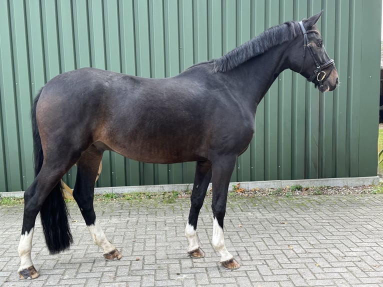 Oldenburger Ruin 5 Jaar 170 cm Donkerbruin in L&#xF6;ningen