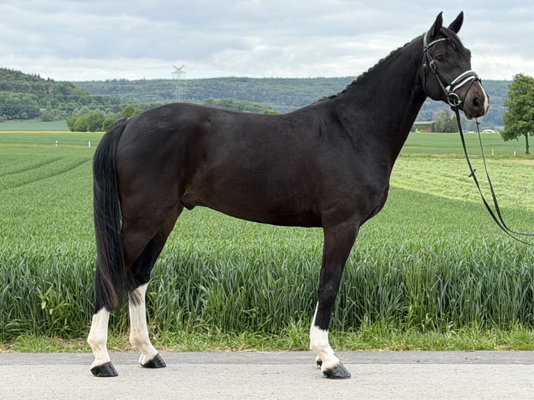 Oldenburger Ruin 5 Jaar 170 cm Donkerbruin in Riedlingen
