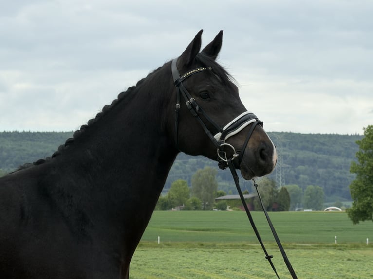 Oldenburger Ruin 5 Jaar 170 cm Donkerbruin in Riedlingen