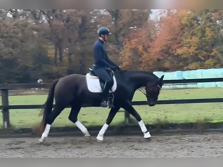 Oldenburger Ruin 5 Jaar 170 cm Donkere-vos in Großenkneten