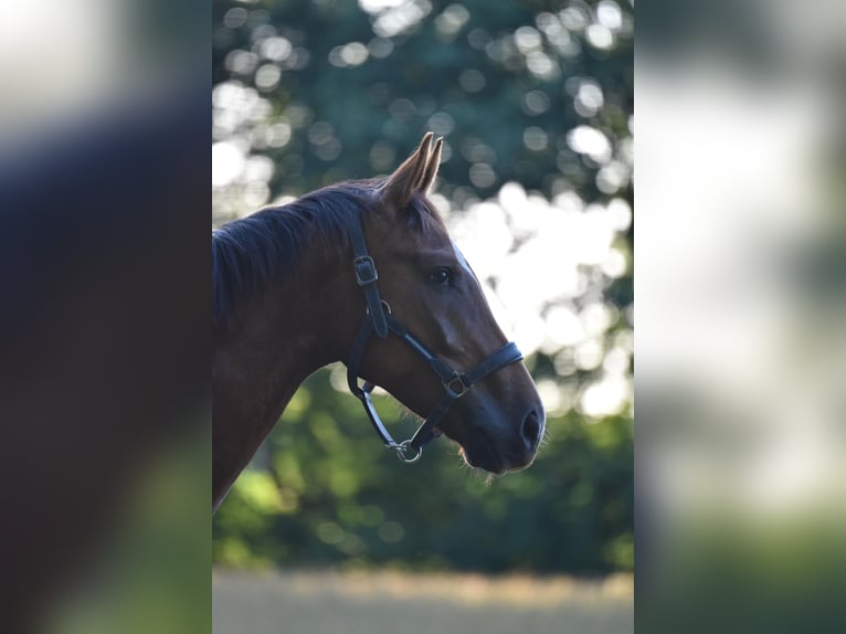 Oldenburger Ruin 5 Jaar 170 cm Donkere-vos in Großenkneten