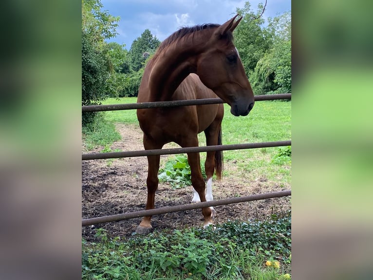 Oldenburger Ruin 5 Jaar 170 cm Donkere-vos in Neulu&#xDF;heim