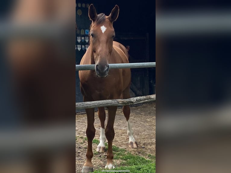 Oldenburger Ruin 5 Jaar 170 cm Donkere-vos in Neulu&#xDF;heim