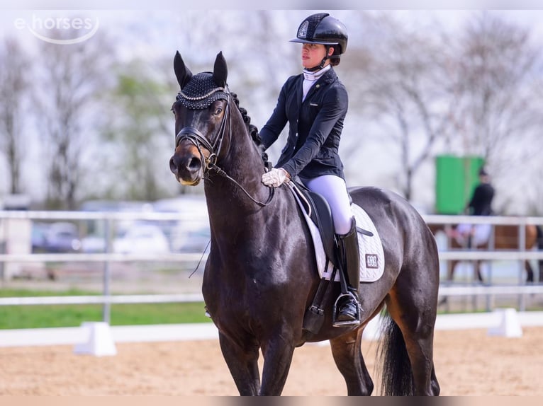 Oldenburger Ruin 5 Jaar 170 cm Zwartbruin in Martfeld