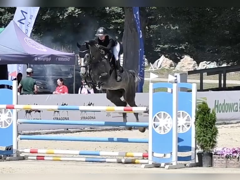 Oldenburger Ruin 5 Jaar 172 cm Appelschimmel in Wysin