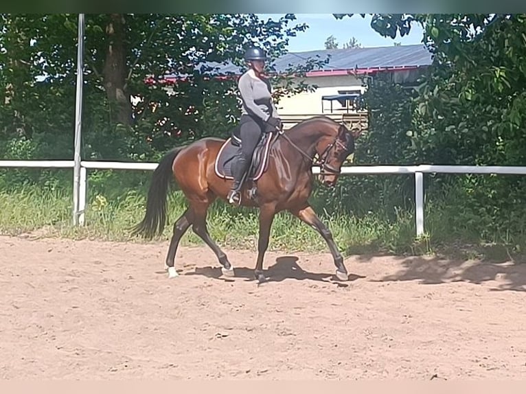 Oldenburger Ruin 5 Jaar 172 cm Bruin in Kladrum