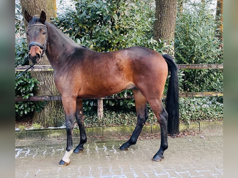 Oldenburger Ruin 5 Jaar 172 cm Donkerbruin in Molbergen/Ermke