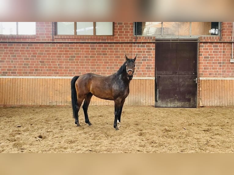 Oldenburger Ruin 5 Jaar 172 cm Donkerbruin in Molbergen/Ermke