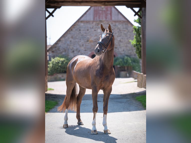 Oldenburger Ruin 5 Jaar 172 cm Donkere-vos in Bramschw